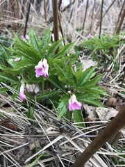 Cardamine glanduligera