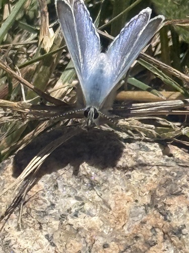 iNaturalist observation photo of Blues