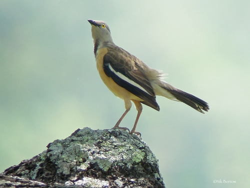 Weißflügelstar (Neocichla gutturalis)