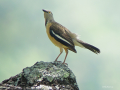 Neocichla gutturalis