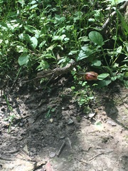 Plestiodon laticeps