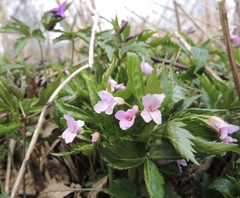 Cardamine glanduligera