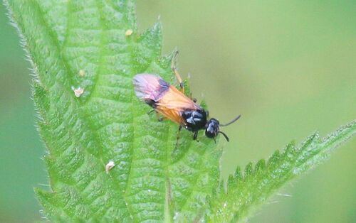 Bramble Sawfly photo 5
