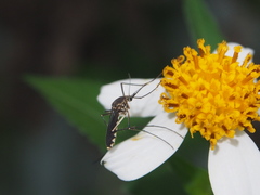 Armigeres subalbatus