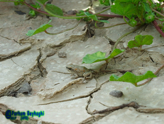 Duttaphrynus olivaceus