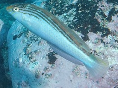 Suezichthys arquatus