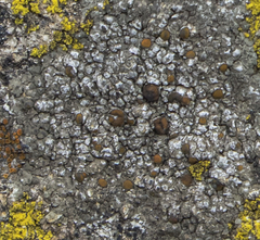 Caloplaca sideritis