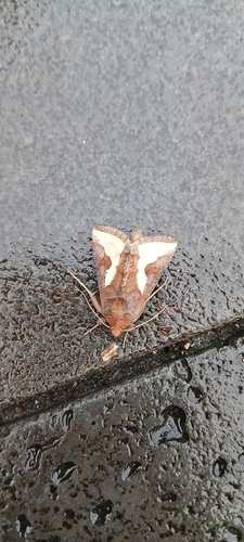 Slender Burnished Brass