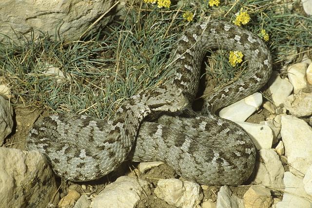 Lebanon Viper