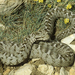 Lebanon Viper - Photo (c) Roberto Sindaco, some rights reserved (CC BY-NC-SA), uploaded by Roberto Sindaco