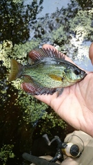 Centrarchus macropterus