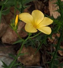 Linum mucronatum