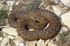 Montivipera bornmuelleri