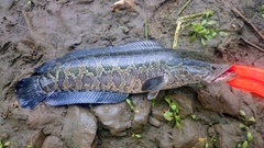 Channa argus