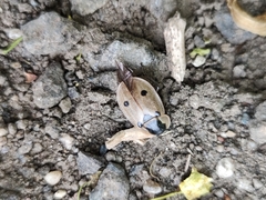 Dendroxena quadrimaculata