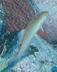 Suezichthys arquatus