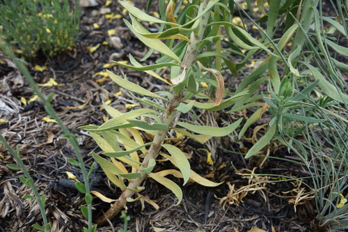 Linaria angustissima, photograph 4