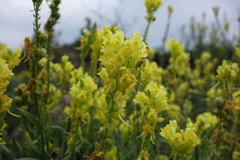 Linaria angustissima, photograph (c) Clément Maouche, some rights reserved (CC BY)