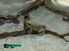 Duttaphrynus olivaceus