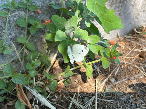 Small White