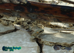 Duttaphrynus olivaceus