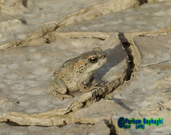 Duttaphrynus olivaceus