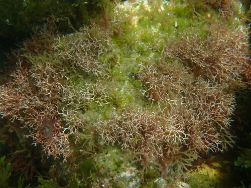 Liagora observed 2026-06-21