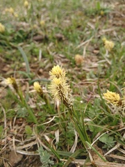 Carex caryophyllea