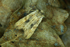 Lithophane socia