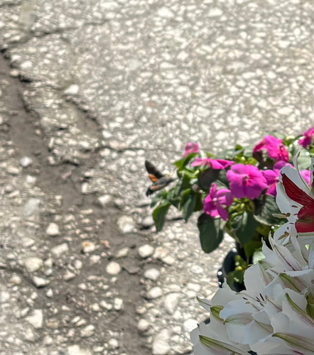 Eurasian Hummingbird Hawkmoth