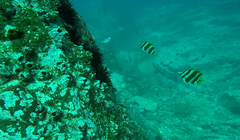 Amphichaetodon howensis