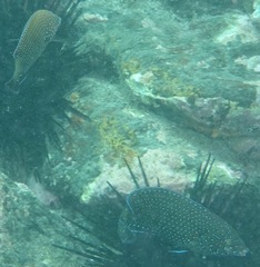 Anampses caeruleopunctatus