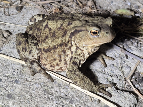 European Toad