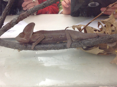 Chamaeleo calyptratus