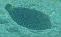 Anampses caeruleopunctatus