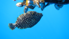 Cantherhines dumerilii