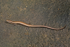 Ablepharus kitaibelii