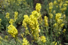 Linaria angustissima, photograph (c) Clément Maouche, some rights reserved (CC BY)