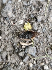 Dendroxena quadrimaculata