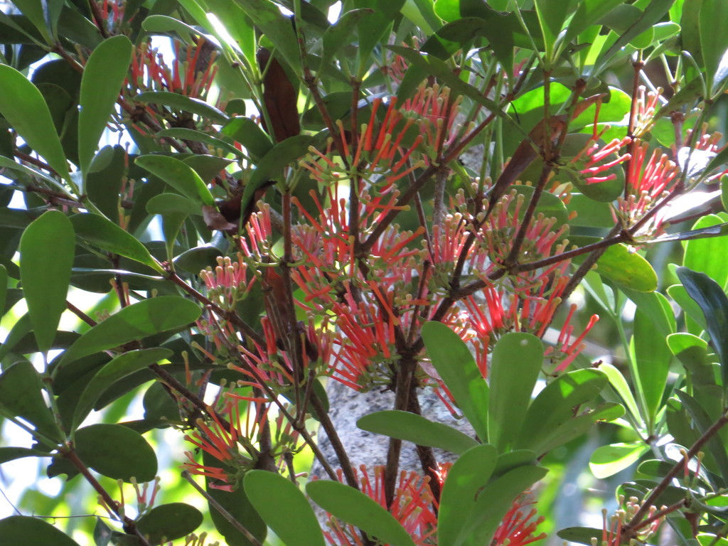 Amyema quaternifolia