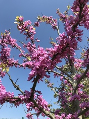 Cercis