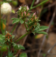 Trifolium scabrum