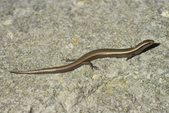 Ablepharus kitaibelii