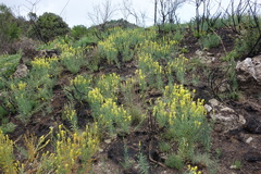 Linaria angustissima, photograph (c) Clément Maouche, some rights reserved (CC BY)