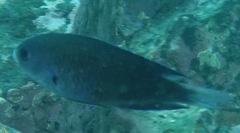 Chrysiptera notialis