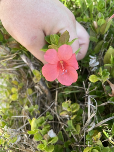 Barleria repens observed 2026-06-21