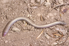 Greek Snake Skink photo 2