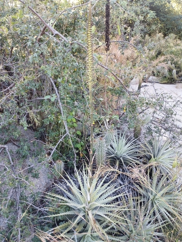 Encholirium spectabile