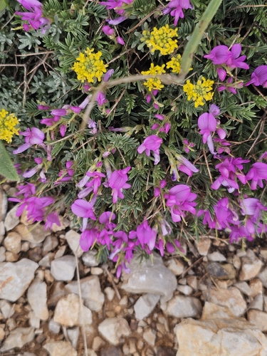 Onobrychis cornuta (Onobrychis cornuta)