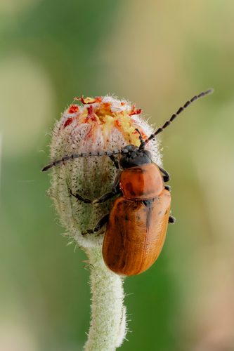 Daffodil Leaf-beetle, 43600 Sainte-Sigolène, France, photo 8 of 10